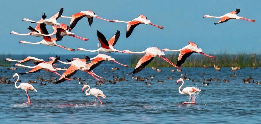 Kusheshwar Asthan Bird Wildlife Sanctuary, Darbhanga, Bihar - Vushii.com Kusheshwar Asthan Bird Wildlife Sanctuary, Darbhanga, Bihar - Vushii.com